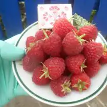 Ремонтантная малина «Пингвин»