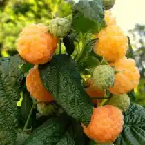 Ремонтантная малина «Абрикосовая»