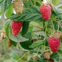 Ремонтантная малина «Атлант»