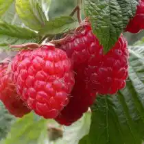 Ремонтантная малина «Недосягаемая»