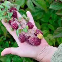 Ремонтантная малина «Красная Гвардия»