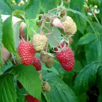 Ремонтантная малина «Полка» (Polka)