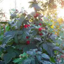 Ремонтантная малина «Брусвяна»