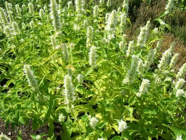 Лофант во всей красе