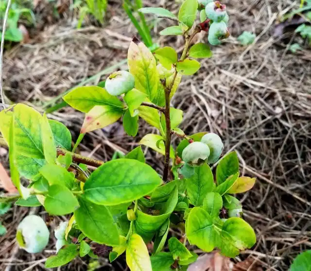 Моя измождённая голубика