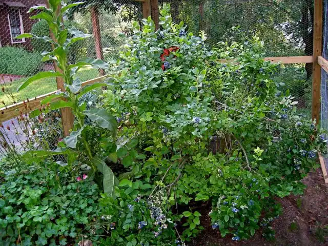 Голубика высокорослая (Vaccinium corymbosum)