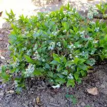 Голубика «Топ Хэт» (Top Hat)