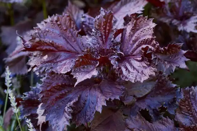 Перилла (Perilla)