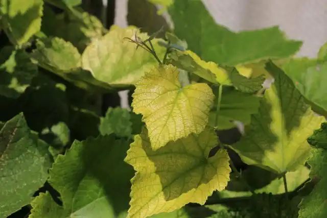 Дефицит железа у винограда