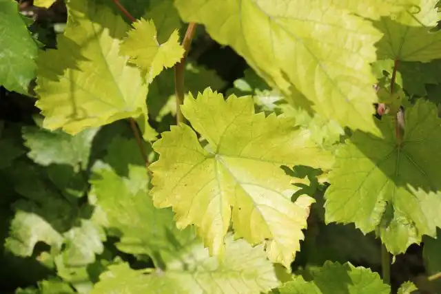 Дефицит азота у винограда