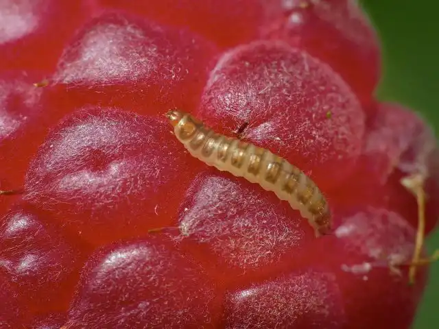 Малинный жук (Byturus tomentosus)