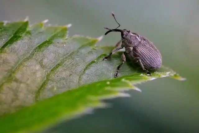 Долгоносик малинно-земляничный (Anthonomus rubi)