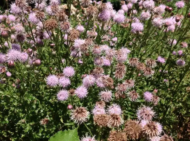 Бодяк, на который с удовольствием переберётся тля, можно будет уничтожить вместе с вредителем