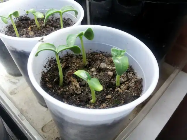 Кассабанану необходимо выращивать исключительно через рассаду