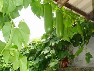 Кассабанана, или сикана душистая (Sicana odorifera)