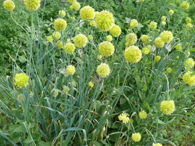 Лук косой (Allium obliquum)