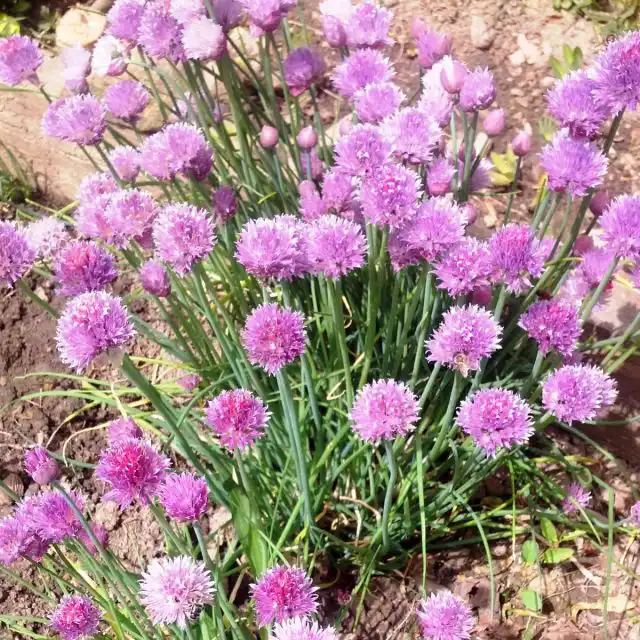 Шнитт-лук (Allium schoenoprasum)