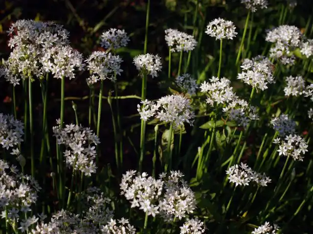 Лук душистый (Allium odorum)