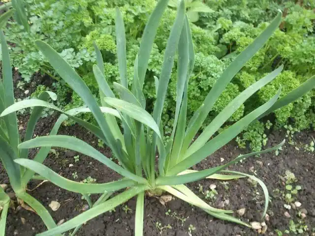 Лук слизун (Allium nutans)