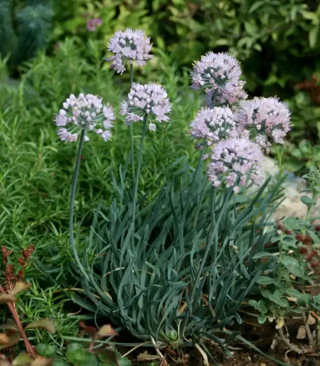 Лук стареющий (Allium senescens)