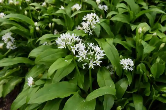 Черемша, или Лук медвежий (Allium ursinum)