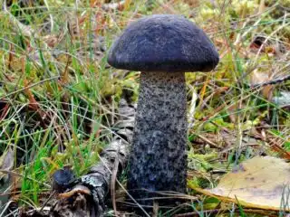 Подберёзовик чёрный (Leccinum melaneum)