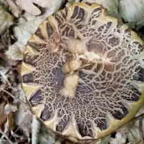 Грабовик, или Подберёзовик серый (Leccinum griseum)