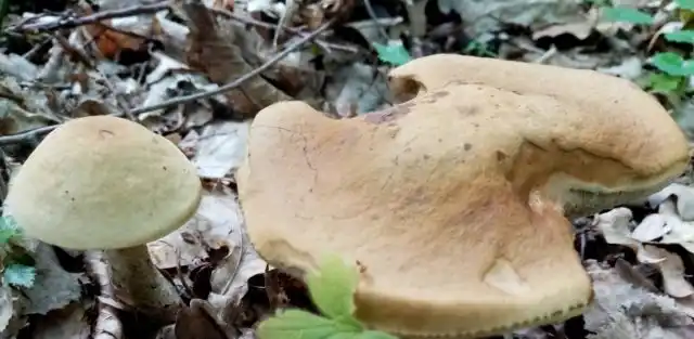 У молоденьких подберёзовиков шляпки этакими «куполами», по мере роста становятся всё более плоскими