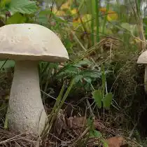 Подберёзовик болотный (Leccinum holopus)