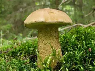 Желчный гриб, или Горчак (Tylopilus felleus)