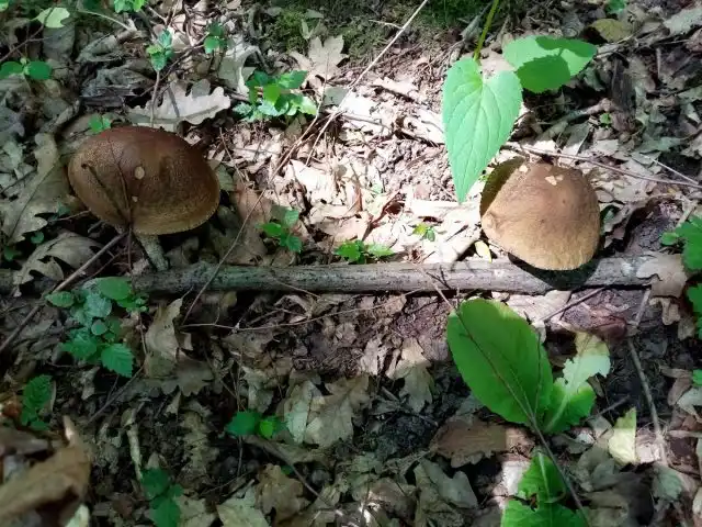 В начале лета подберёзовики лучше искать на прогреваемых солнышком местах
