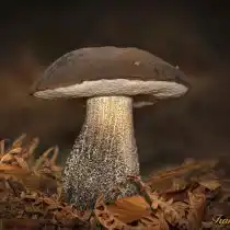 Подберёзовик розовеющий (Leccinum roseofractum)