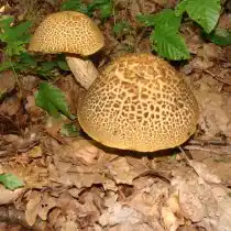 Подберёзовик шахматный (Leccinum nigrescens)