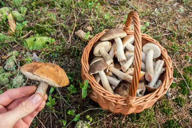 Підберезники, чи вабки – які