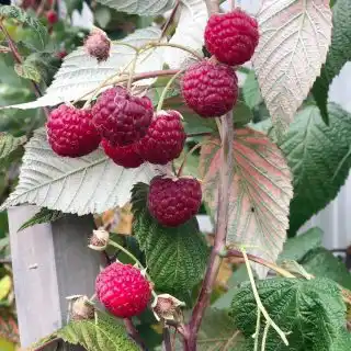 Ремонтантная малина «Геракл»