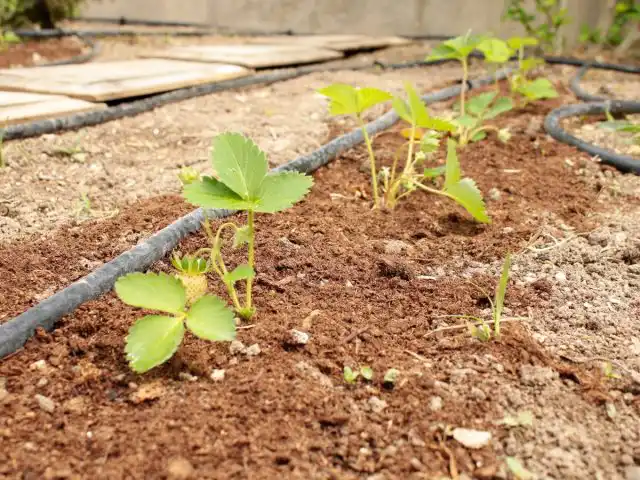 Для ремонтантной земляники очень важна плотность расположения кустиков на выделенном участке
