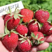 Земляника садовая «Шарлотта»