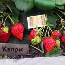 Земляника садовая «Капри»