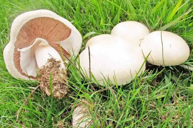 Шампиньон обыкновенный (Agaricus campestris)