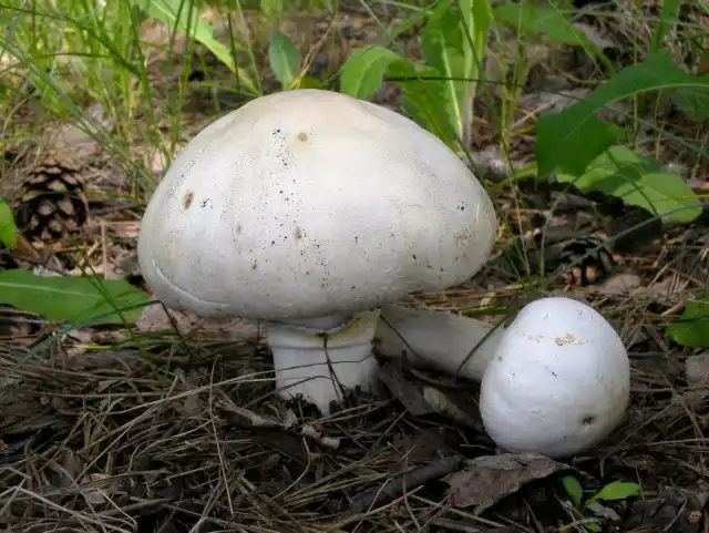 Шампиньон полевой (Agaricus arvensis)