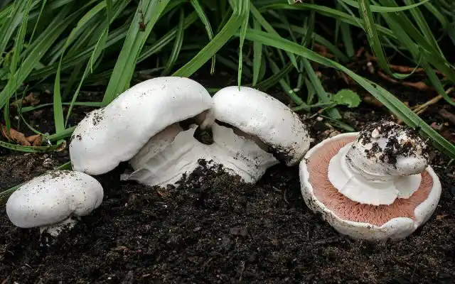 Шампиньон двукольцевой (Agaricus bitorquis)