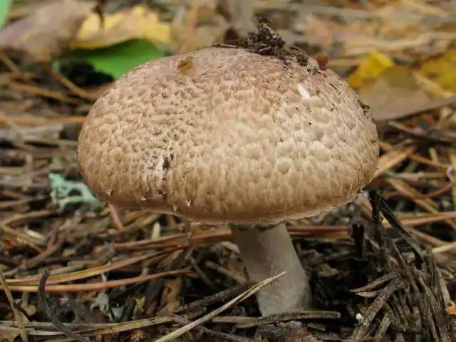 Шампиньон лесной (Agaricus silvaticus)