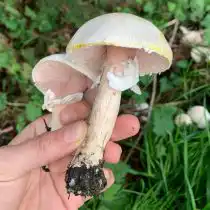 Шампиньон желтокожий или рыжеющий