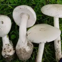 Бледная поганка