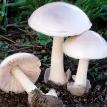 Белый мухомор