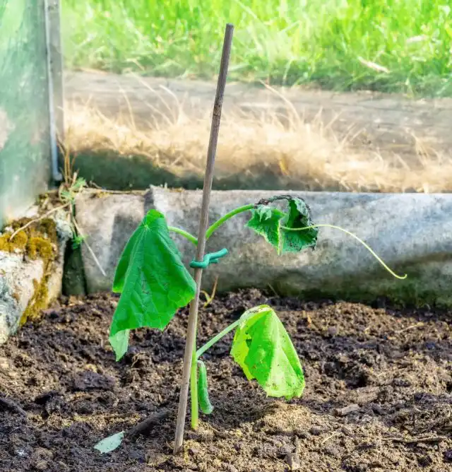 Большинство проблем увядания листьев огурцов возникают из-за неправильного полива