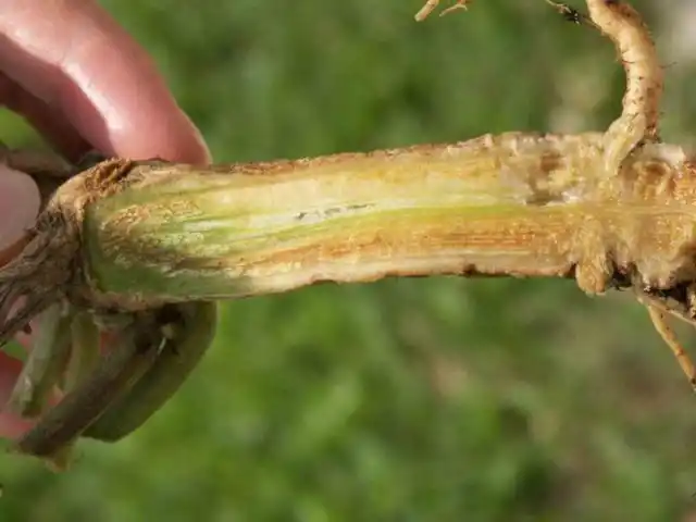 При вертициллезном увядании будет видно полосы внутри стебля