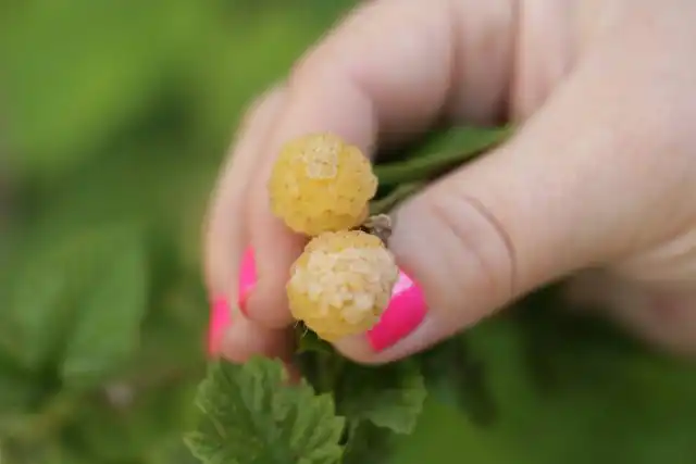 Серая гниль на ягодах малины