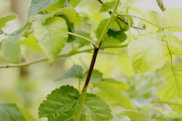 Дидимелла на стеблях малины