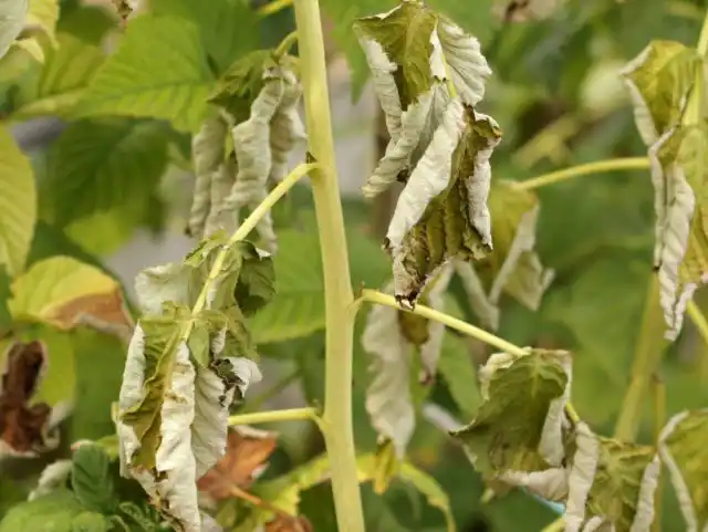 Вертициллезное увядание малины